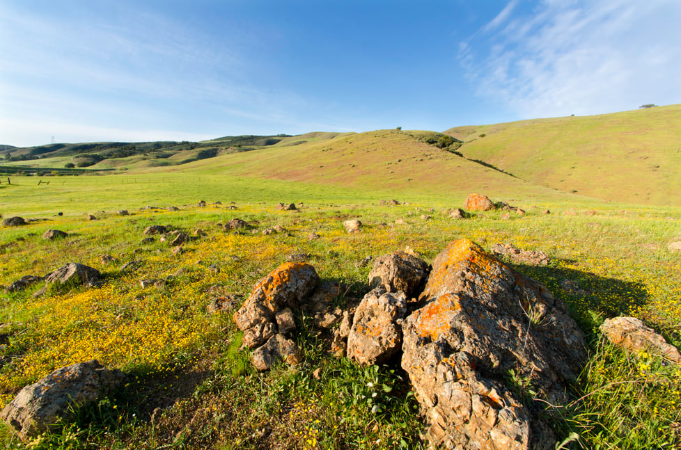 CRID - Landscape - D.Neumann - 03-16-13 - 13