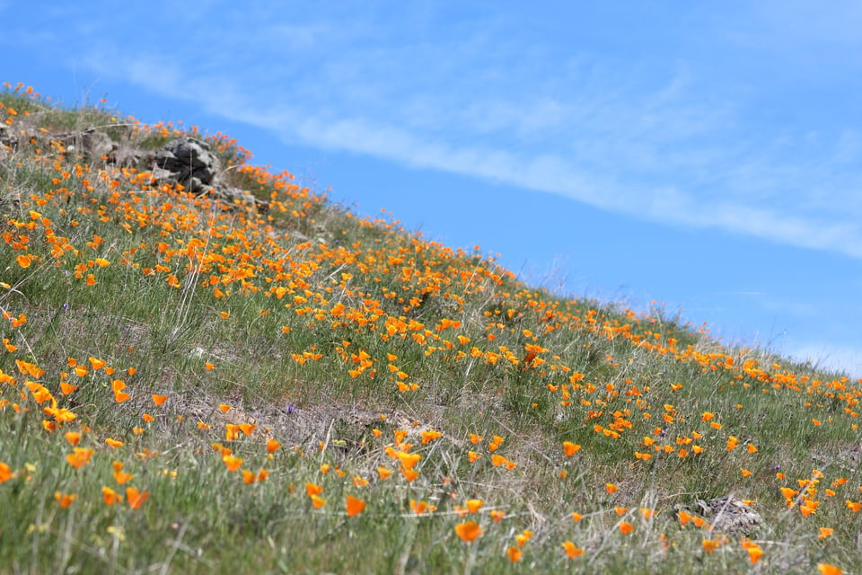 Hillside with California poppies against blue sky