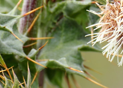 CRID - Mount Hamilton Thistle - D-Mauk - Feb-24-2018 - 2