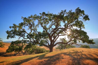 A large and prominent oak tree stands tall among golden hills with sunlight peeking through its branches.