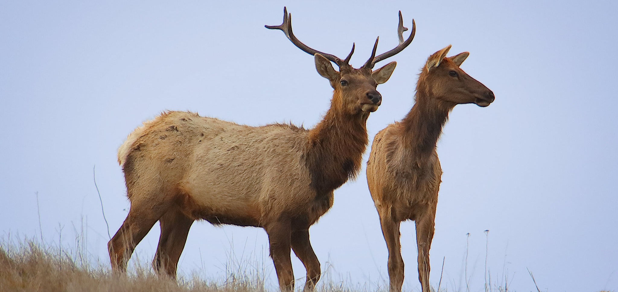 CRID - Tule Elk - D-Mauk - 2021-01-13 -4-1