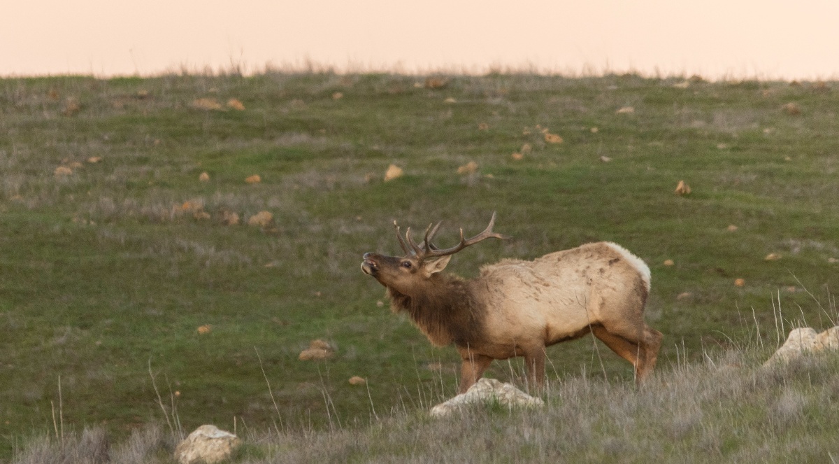 CRID - Tule Elk - D-Neumann - 2016-12-29 - 19-1