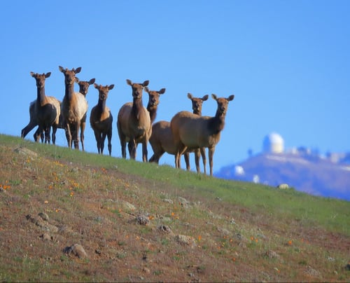 CRID - Tule elk - D-Mauk - 2022-03 - 1-1