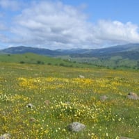 CRID - Wildflower Landscapes - C-Hutnik - Apr-9-2005 - 3-1-1