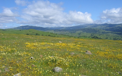 Coyote Ridge field covered in wildflowers