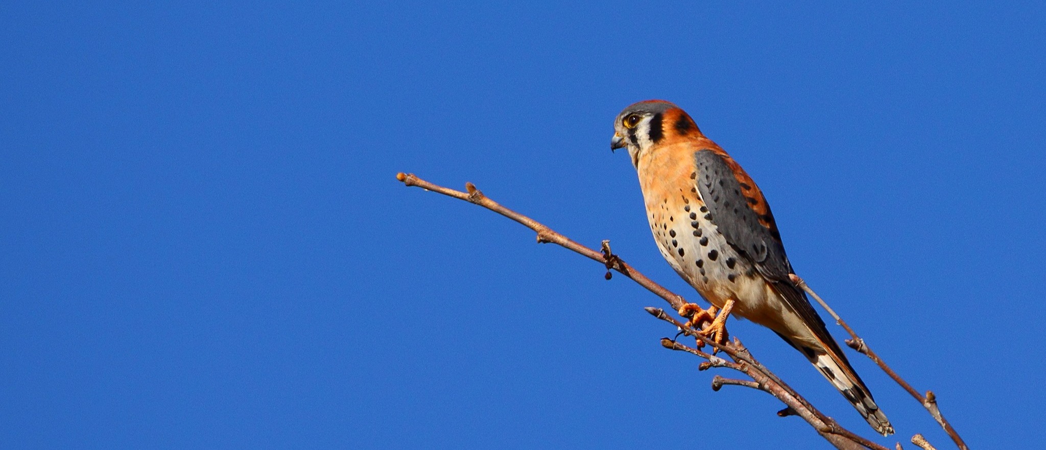 CVAL - American Kestrel - DM - 2017-01-16 - 01