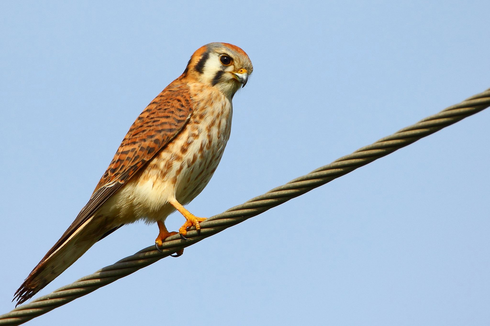 CVAL - American Kestrel - DM - 2017-01-16 - 03