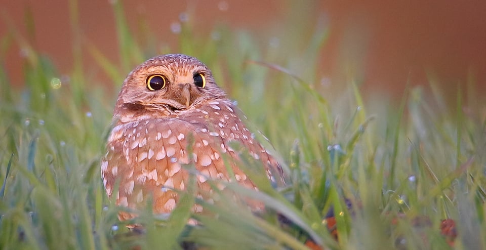 \Burrowing owl in green grass