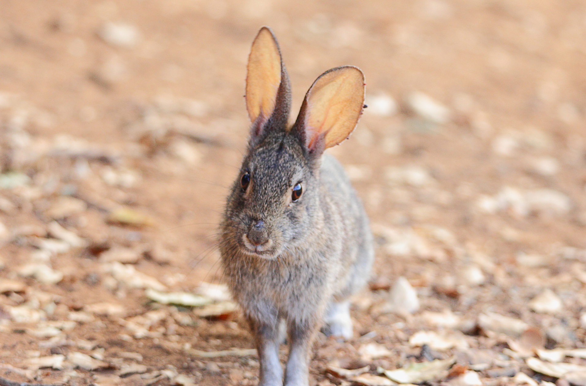 CVAL - Cotontail Rabbit (happy Bun!) - D.Mauk - Jul-29-2018 - 