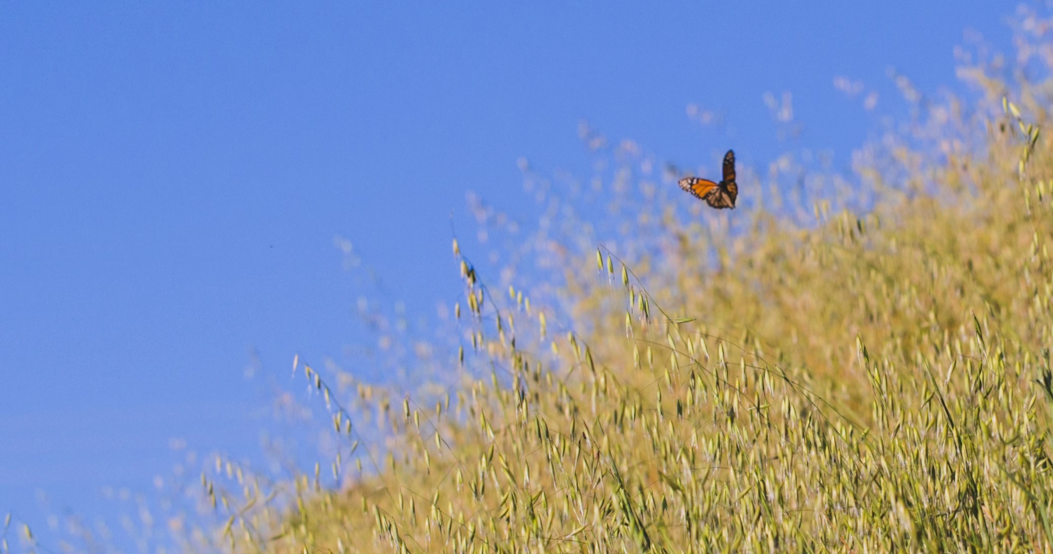 Monarch butterfly flying over golden grass under blue sky