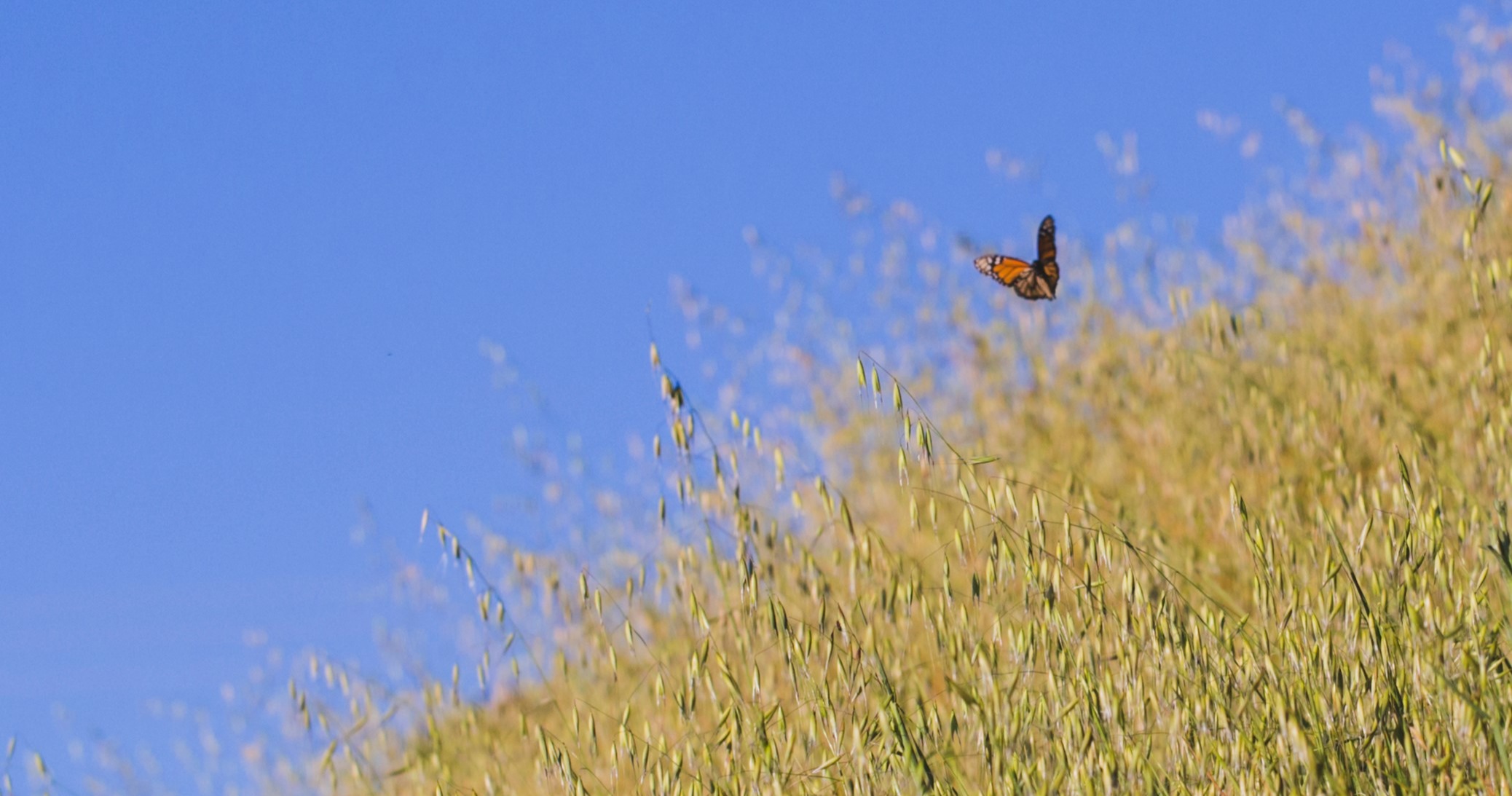 CVAL - Monarch - L-Naumovich - Apr-03-2015 - crop