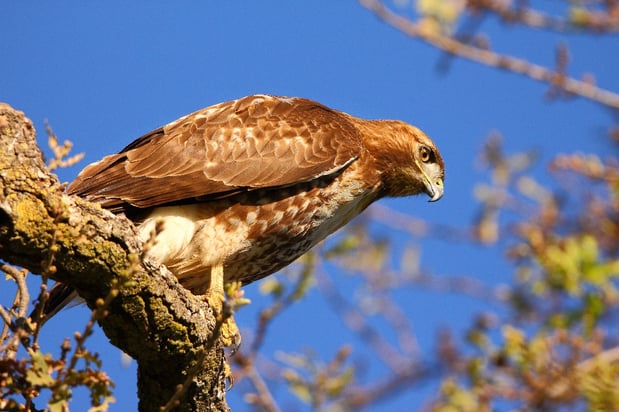 CVAL - Red Tailed Hawk - D.Mauk - Feb-08-2018 - 6-1