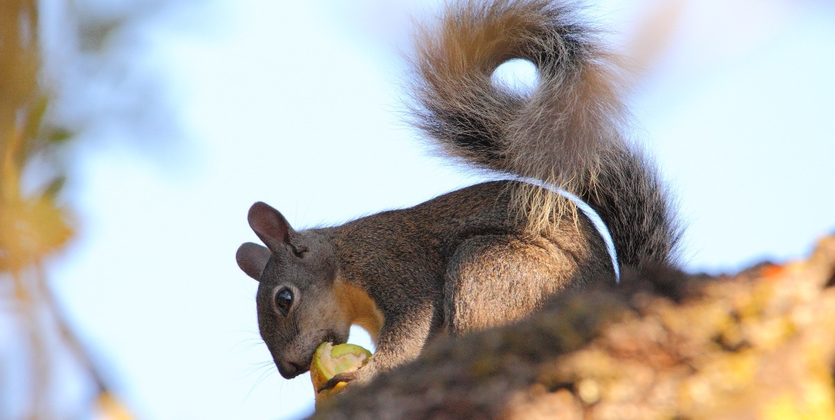 CVAL - Squirrel eating buckeye - D-Mauk - Aug-31-2018-5-1