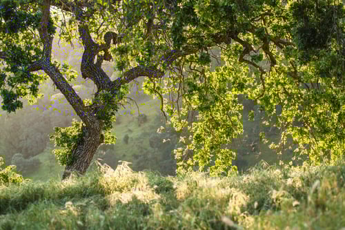 Oak Tree