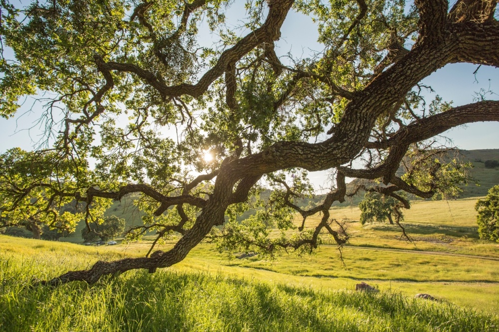 CVAL - Trees - L.Naumovich - Apr-03-2015 - 8-820719-edited