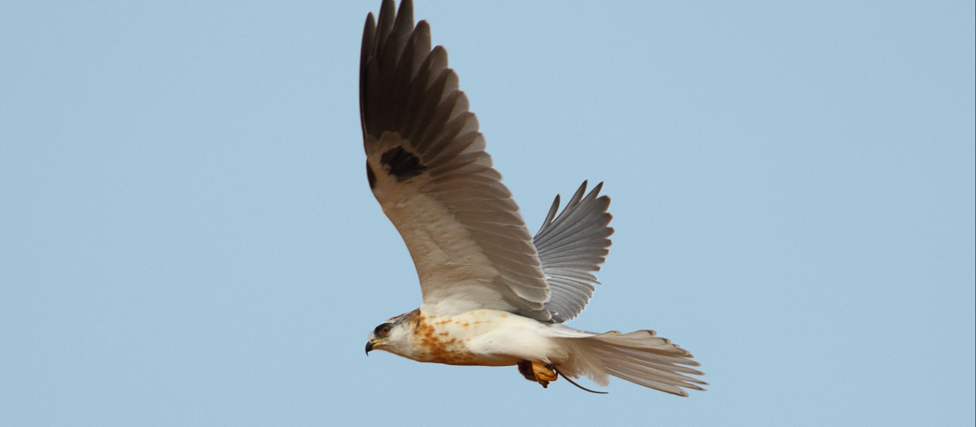 CVAL - White Tailed Kite - D-Mauk - July-22-2018 - 1-1