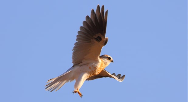 CVAL - White Tailed Kite - D-Mauk - July-22-2018 - 3