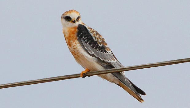 CVAL - White Tailed Kite - D-Mauk -JUL-6-2018