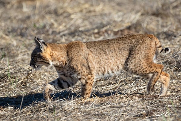 CVAL- Bobcat - Bill Adams - 11-25-19