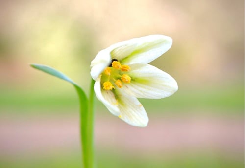 CVAL_Fragrant Fritillary flower_D-Mauk_2025
