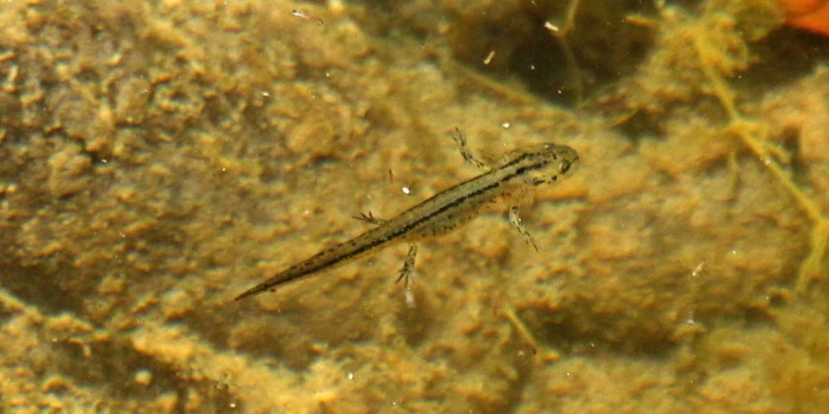 California Newt Larva - Edward Rooks-1