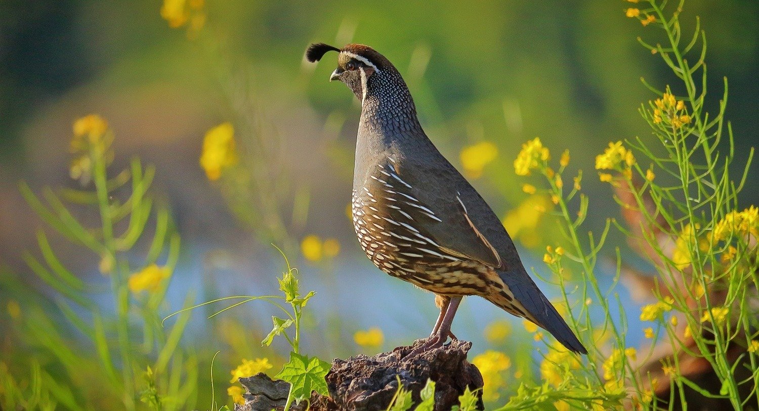 California Quail - D-Mauk - 2021-04- 2-1