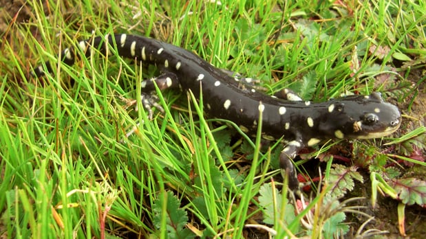 California Tiger Salamander - John Cleckler CTW (USFW)