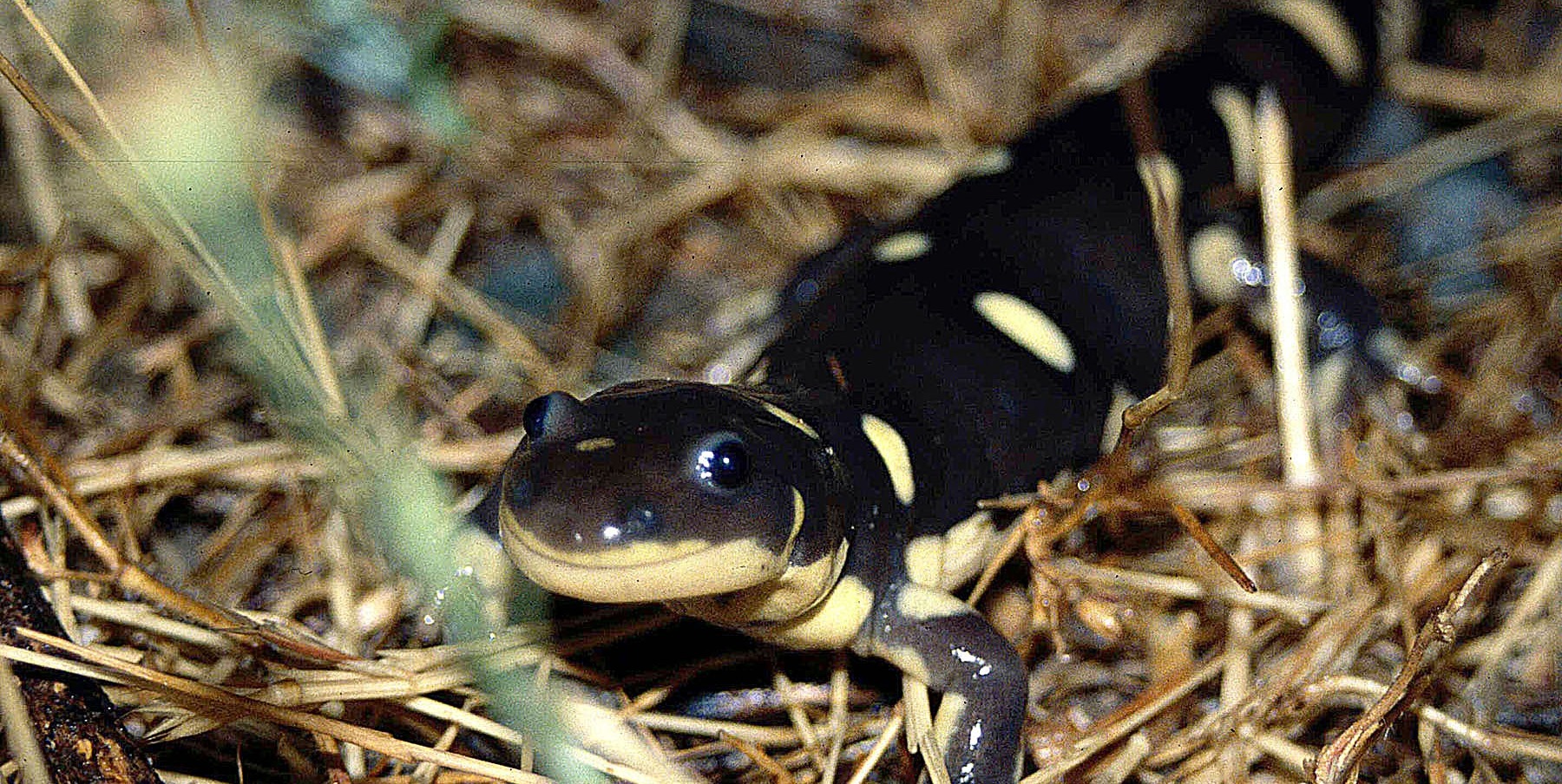 California Tiger Salamander - Michael Van Hattem - USFWS-1