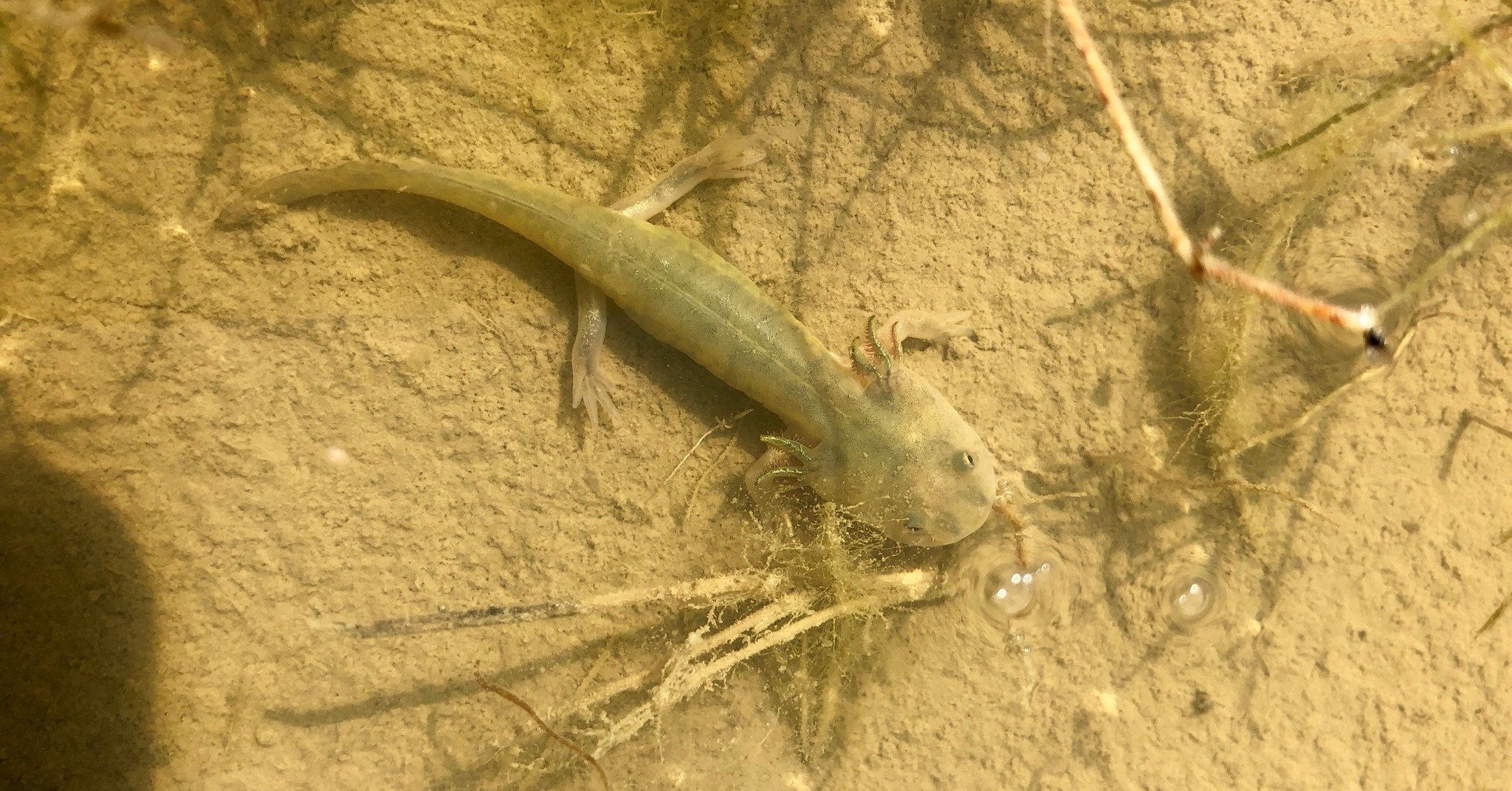 California Tiger Salamander - iNat - Andre Giraldi - 5 - crop