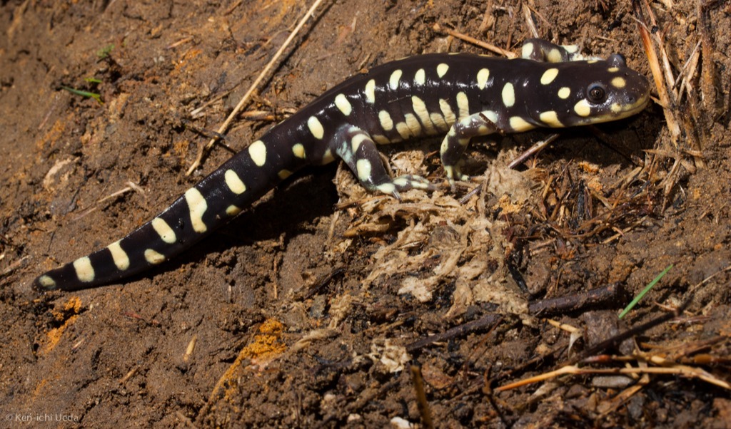 California Tiger Salamander - iNat - Ken-ichi Ueda - 2