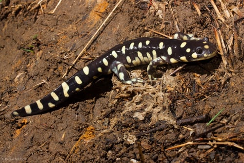 California Tiger Salamander - iNat - Ken-ichi Ueda - 2