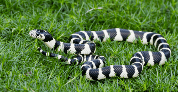 California kingsnake - Mark Kostich