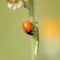California ladybug lady beetle - Michael Hawk - 2022-03-06