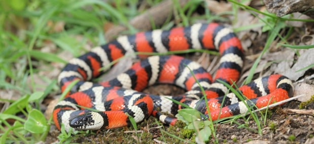 California mountain kingsnake - © xanderzee-1-1