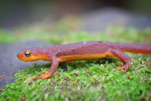 California newt - D.Mauk - 2022-01 - 1-1