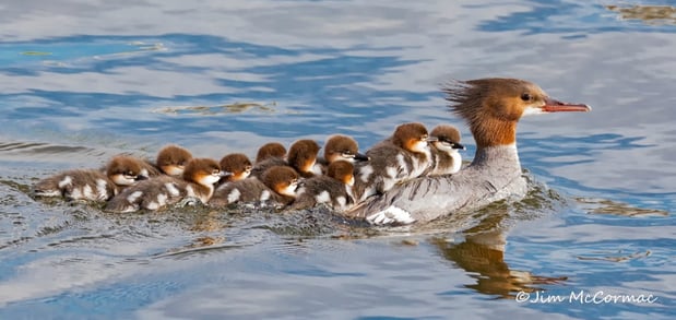 Common merganser with chicks - ccJim McCormac-1