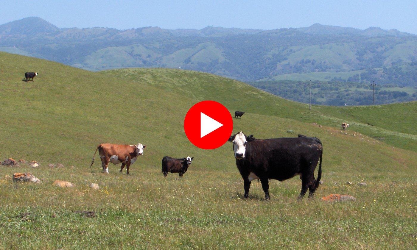 Conservation Grazing_Newsletter_Video Cover