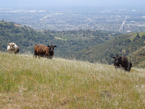 Three cows stand on a grassy hillside looking at the camera
