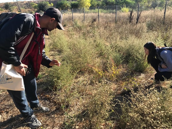 Coyote Meadows - KCCB BioBlitz - A.Pilon - 11-04-18 - 46