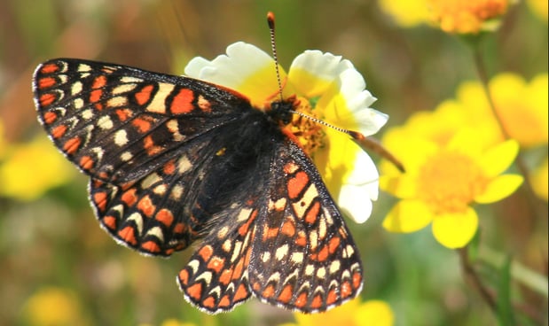 Coyote Ridge - Bay Checkerspot Butterfly - CH - 4-9-2011 - 23 (1)