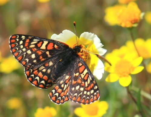 Coyote Ridge - Bay Checkerspot Butterfly - CH - 4-9-2011 - 23 (1)
