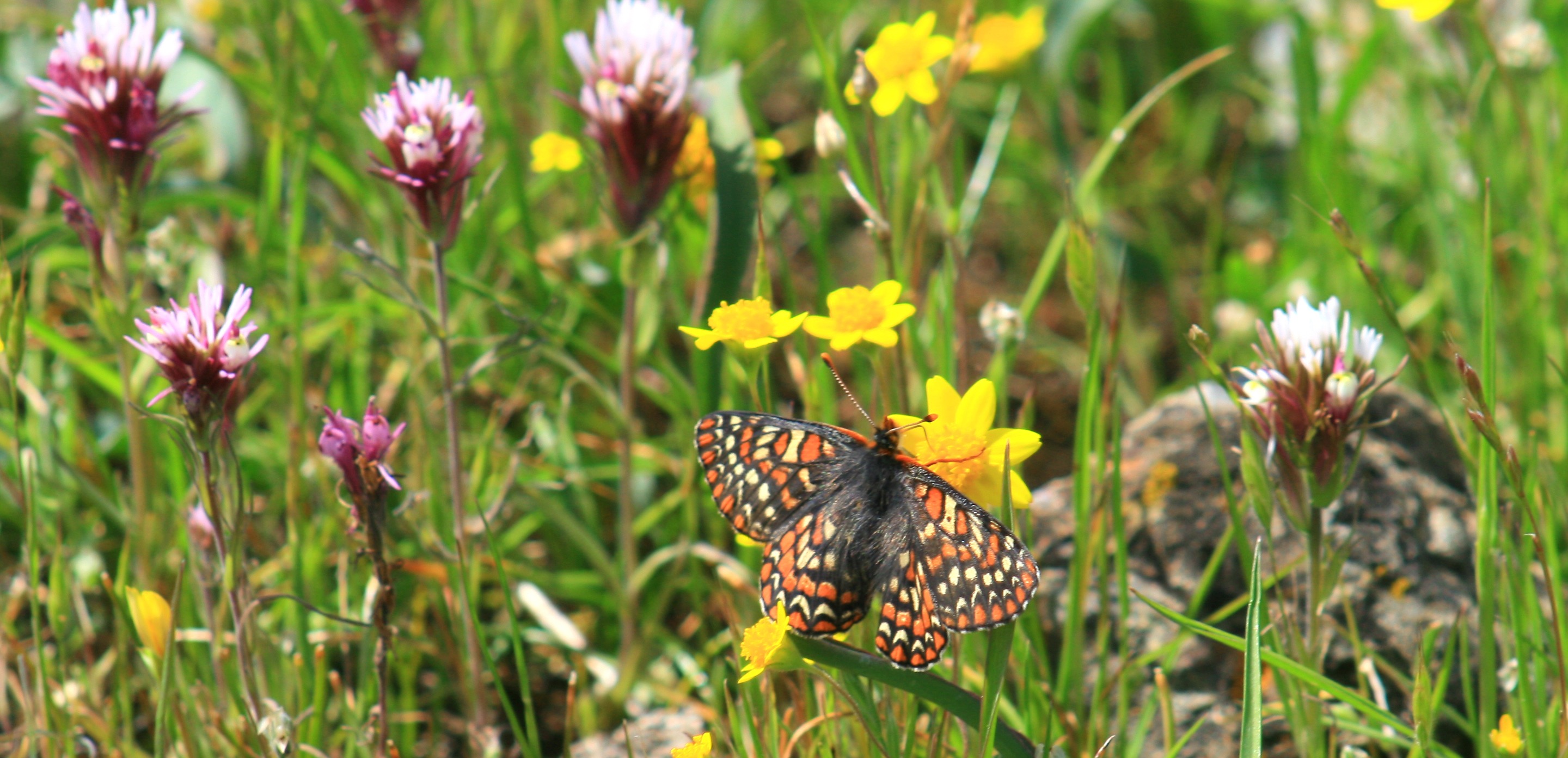 Coyote Ridge - Bay Checkerspot Butterfly - CH - 4-9-2011 - 24
