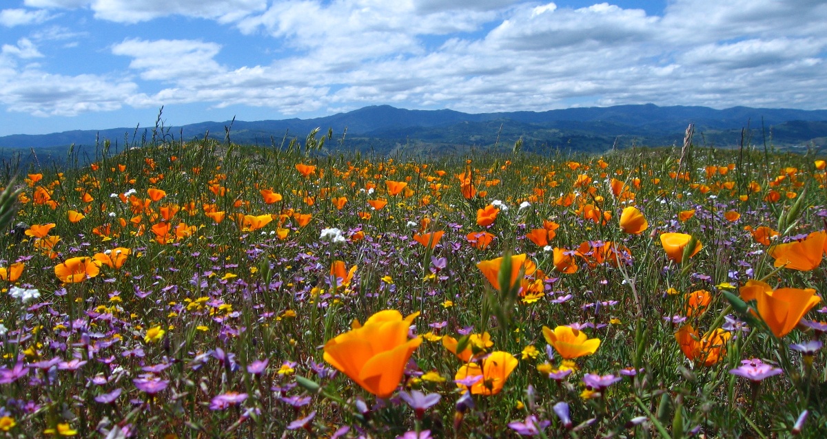 Coyote Ridge - Coyote Ridge - Flowers - Cait Hutnik - 2-1-1