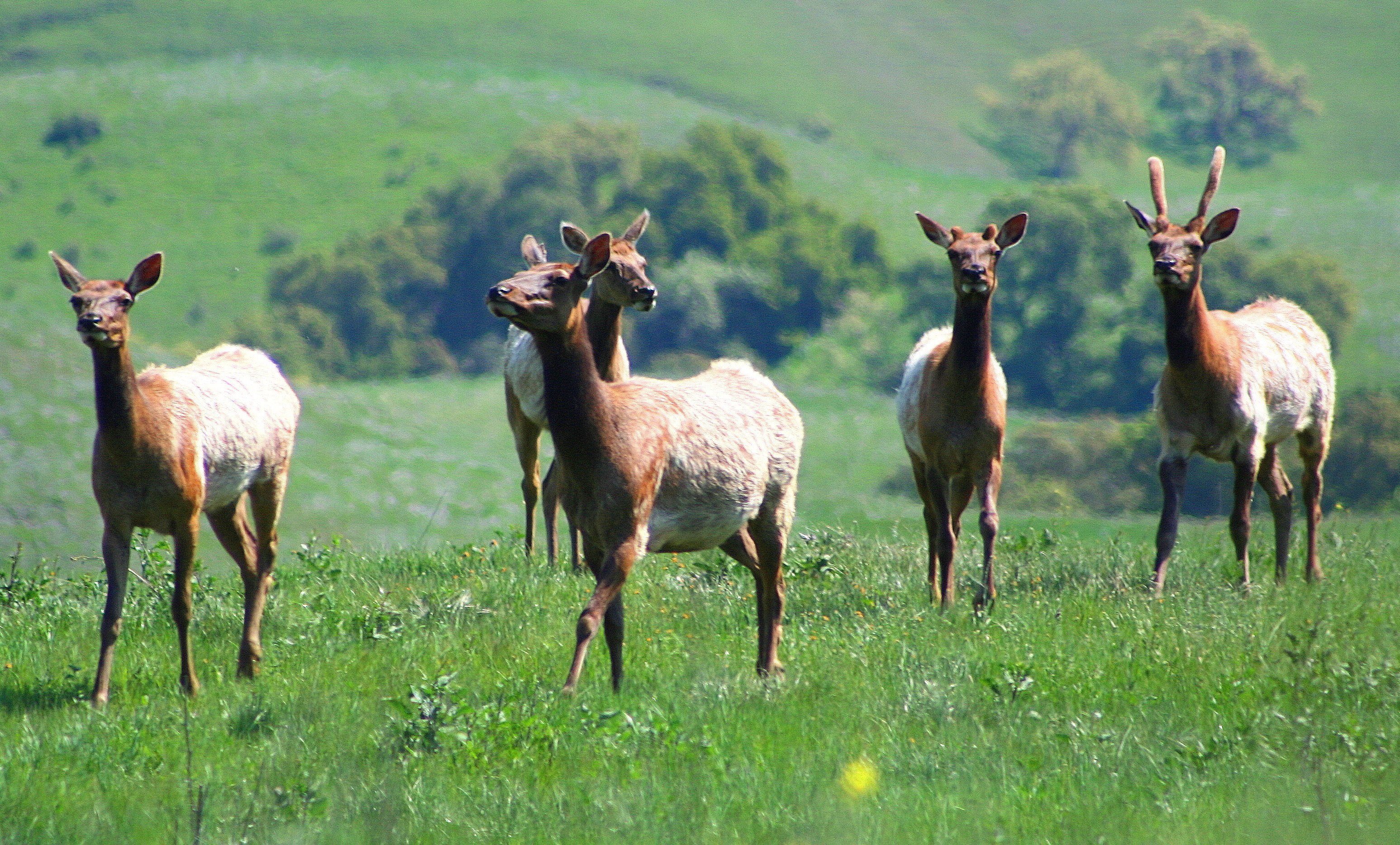 Coyote Ridge - Elk V - John Scanlon - 03-30-07