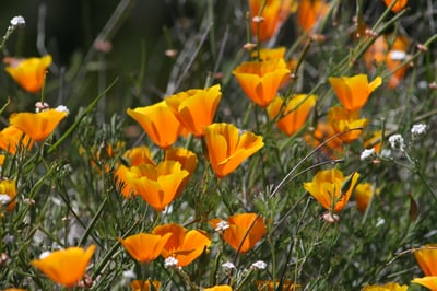 Coyote Ridge OSP - California Poppy - CH - APR-26-2012 - 22