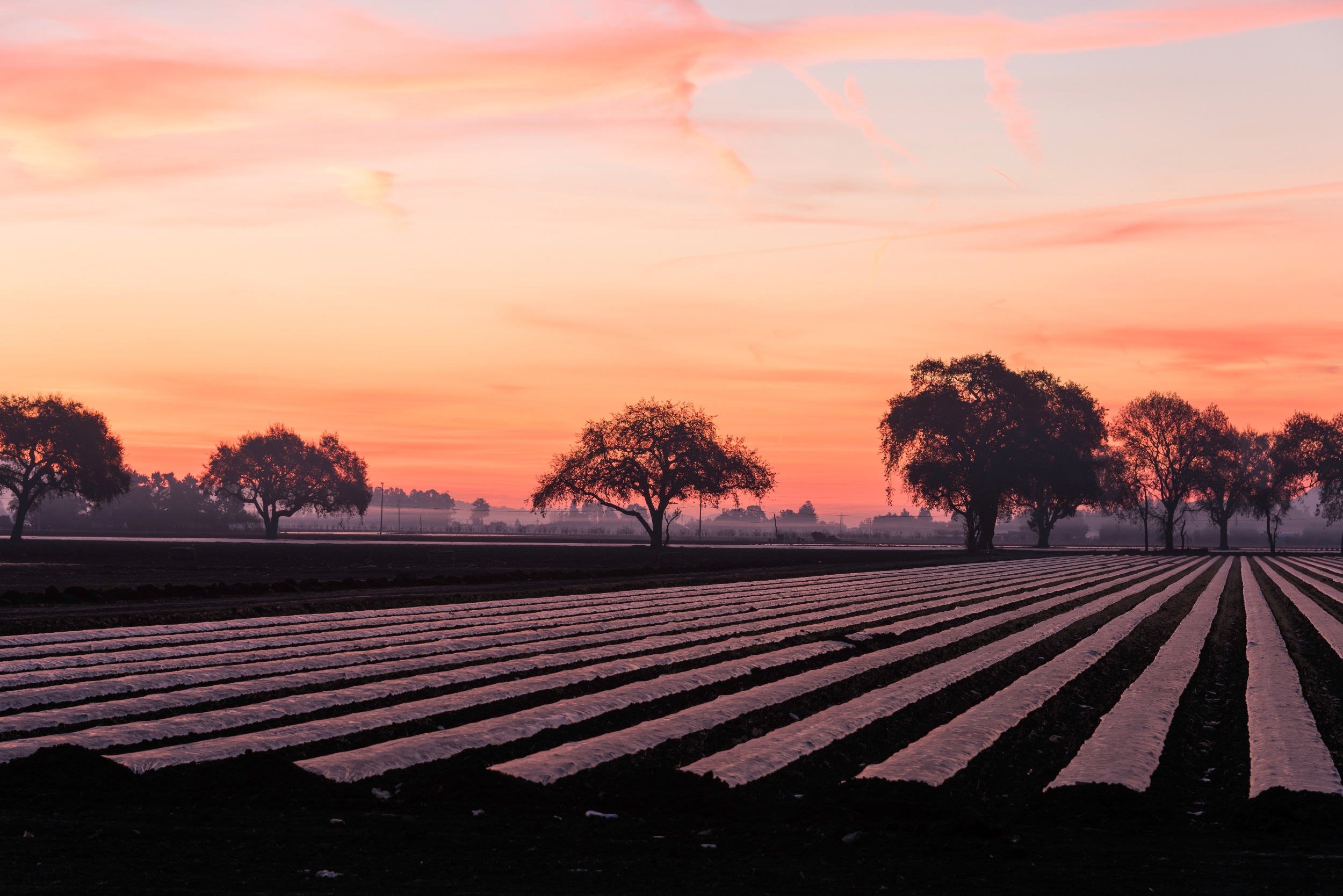 Coyote Valley - Ag field - Derek Neumann - 1-1