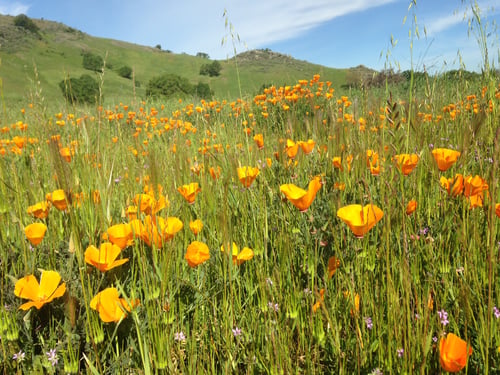 Coyote Valley - Poppies - MR - 03-13-2015