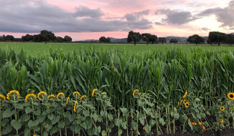 Coyote Valley Ag Field - N-Perry - 2021-10 - 1-1