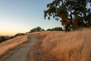 Coyote Valley OSP - Arrowhead Loop Trail_D Neumann-6