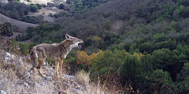 Coyote howl - Trail Cam-1-1